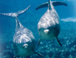 Els noms dels mamífers marins en el nou diccionari en línia publicat pel TERMCAT