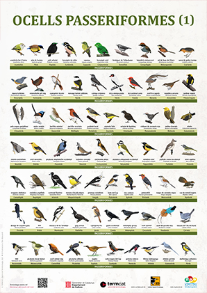 Ocells passeriformes 1