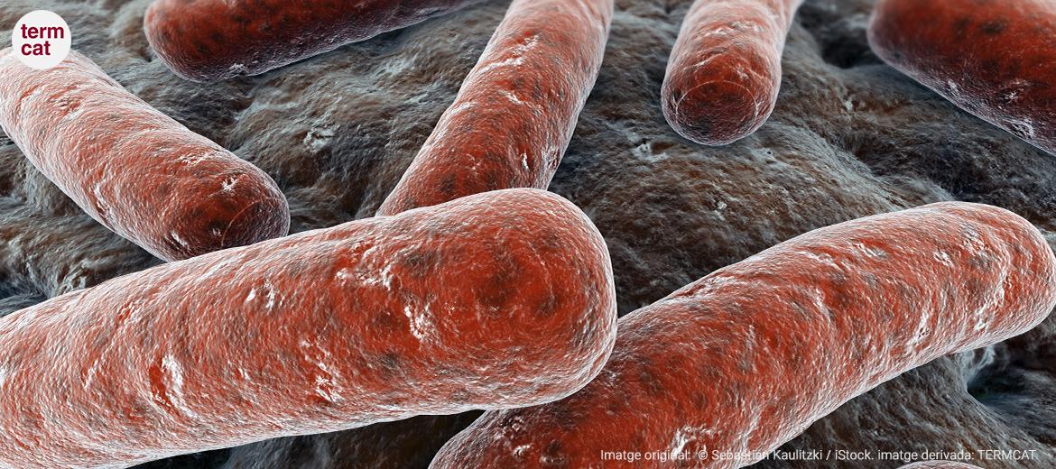 imatge del bacteri