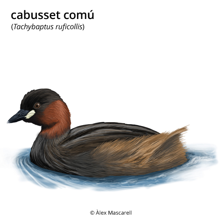 Image from term result on cercaterm