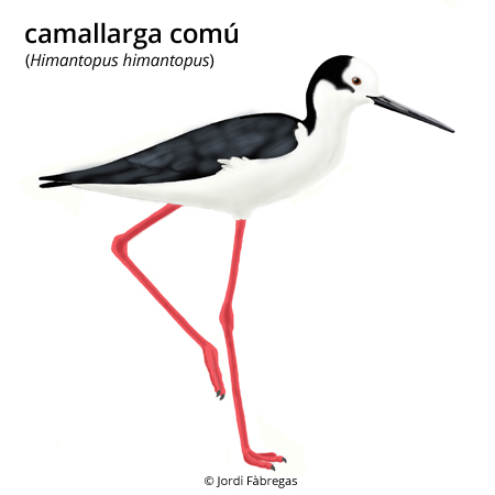 Image from term result on cercaterm