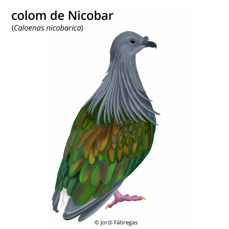 Imagen de un resultado de un térmio del cercaterm