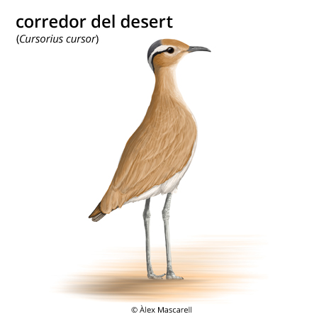 Imagen de un resultado de un térmio del cercaterm
