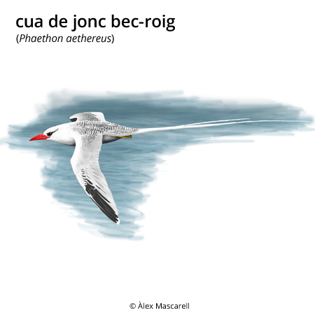 Imatge de resultat en el cercaterm