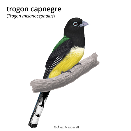Imatge de resultat en el cercaterm