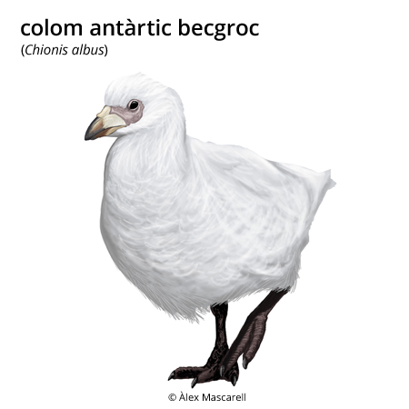 Imagen de un resultado de un térmio del cercaterm