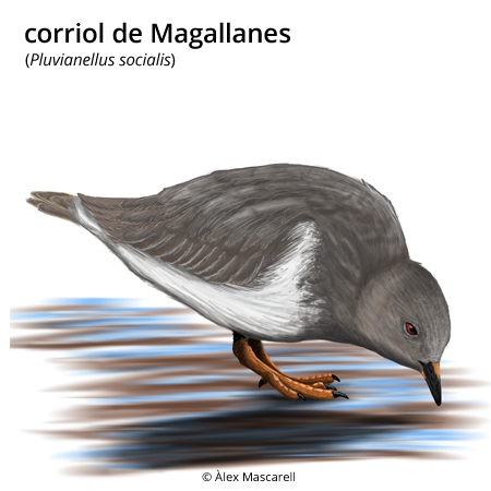 Imatge de resultat en el cercaterm