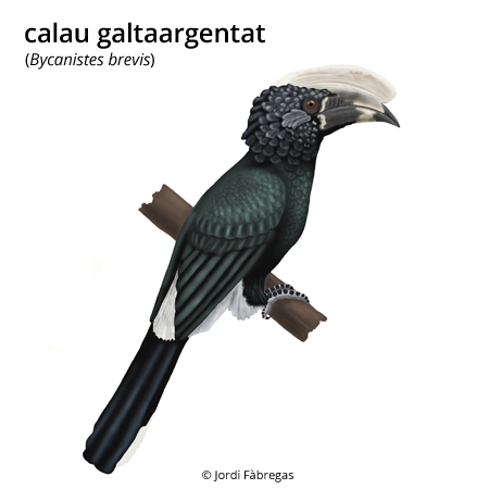 Image from term result on cercaterm