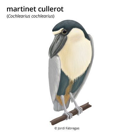 Imatge de resultat en el cercaterm
