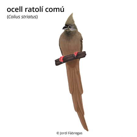 Imagen de un resultado de un térmio del cercaterm