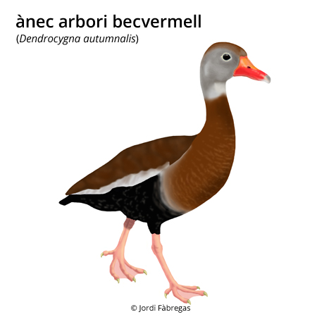 Image from term result on cercaterm