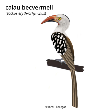 Image from term result on cercaterm