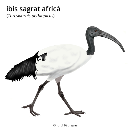 Imatge de resultat en el cercaterm