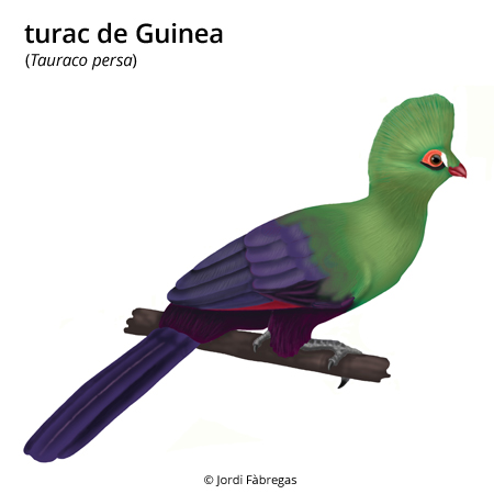 Imagen de un resultado de un térmio del cercaterm