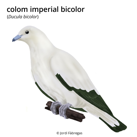 Imatge de resultat en el cercaterm