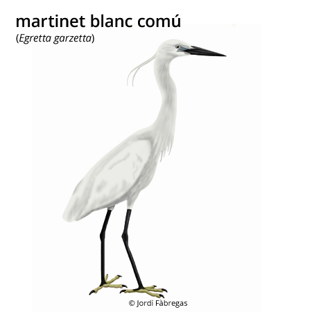 Imatge de resultat en el cercaterm