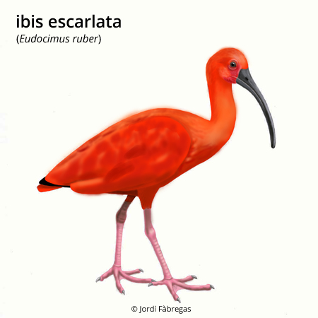 Imagen de un resultado de un térmio del cercaterm