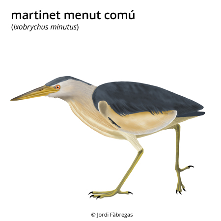 Image from term result on cercaterm