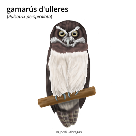 Imatge de resultat en el cercaterm