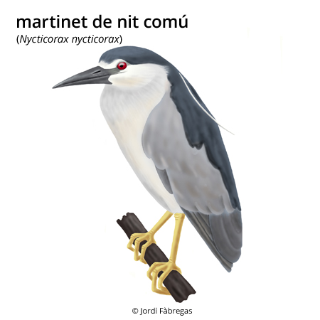 Imagen de un resultado de un térmio del cercaterm