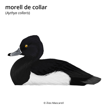 Imatge de resultat en el cercaterm