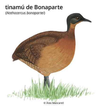 Imatge de resultat en el cercaterm