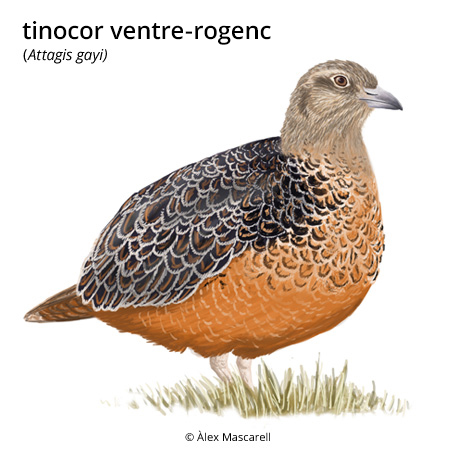 Imatge de resultat en el cercaterm
