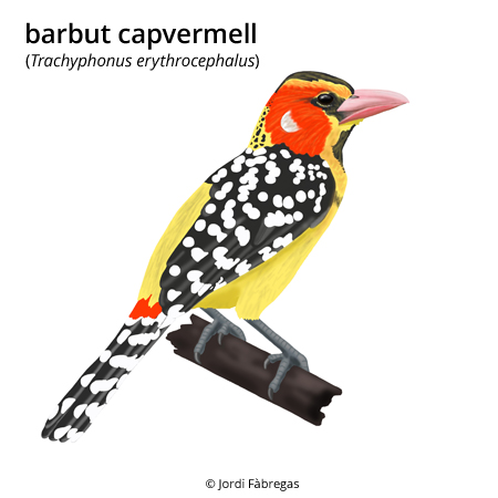 Image from term result on cercaterm