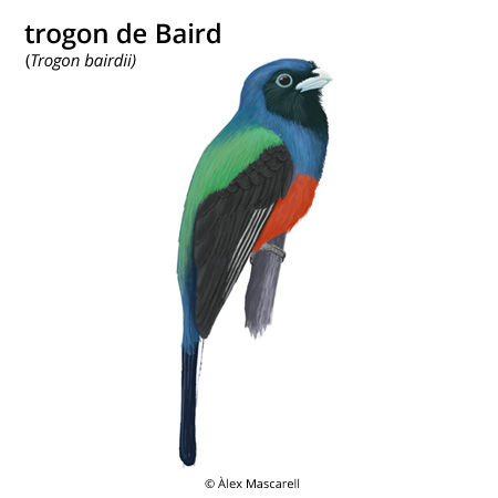 Imatge de resultat en el cercaterm