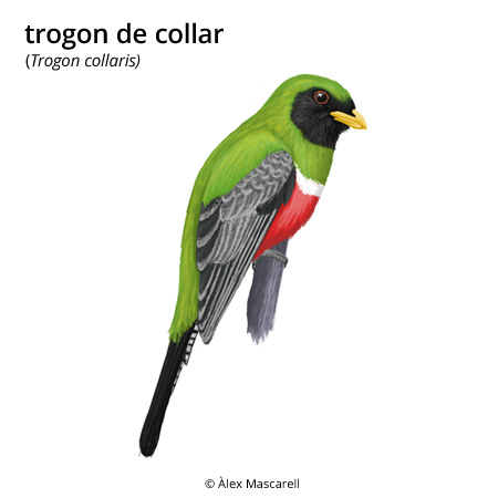 Imatge de resultat en el cercaterm