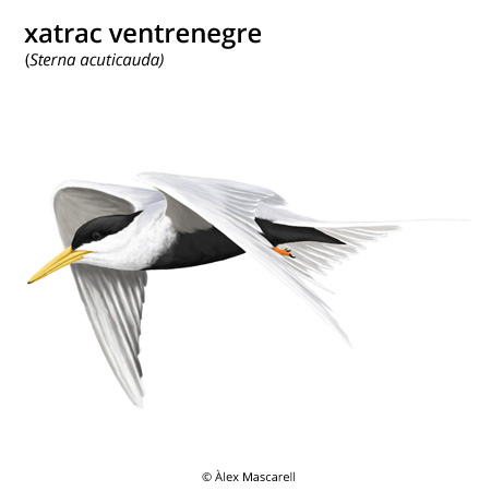 Imatge de resultat en el cercaterm