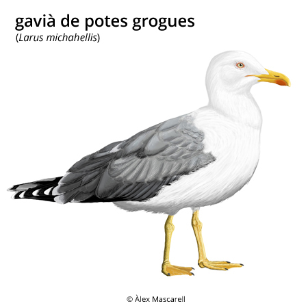 Imatge de resultat en el cercaterm