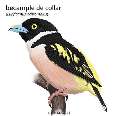 Imatge de resultat en el cercaterm