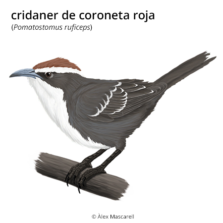 Imatge de resultat en el cercaterm