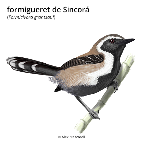Imagen de un resultado de un térmio del cercaterm