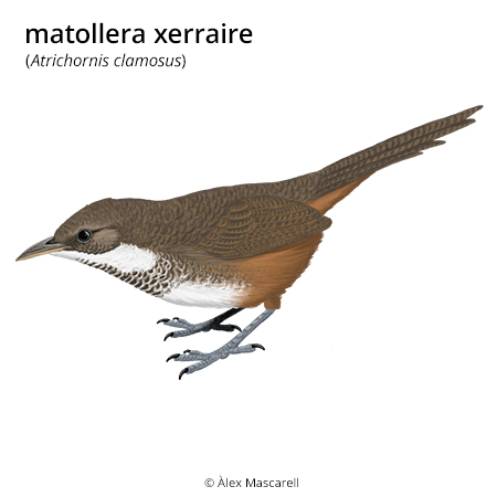 Image from term result on cercaterm