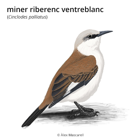 Image from term result on cercaterm