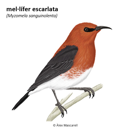 Image from term result on cercaterm