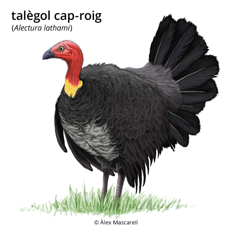 Image from term result on cercaterm