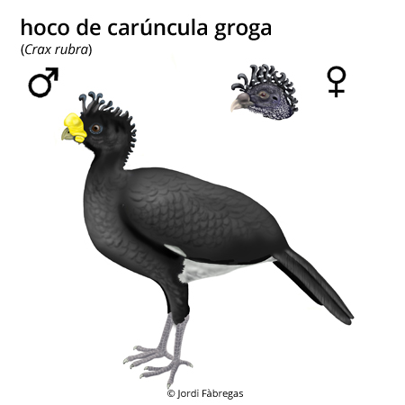 Imagen de un resultado de un térmio del cercaterm