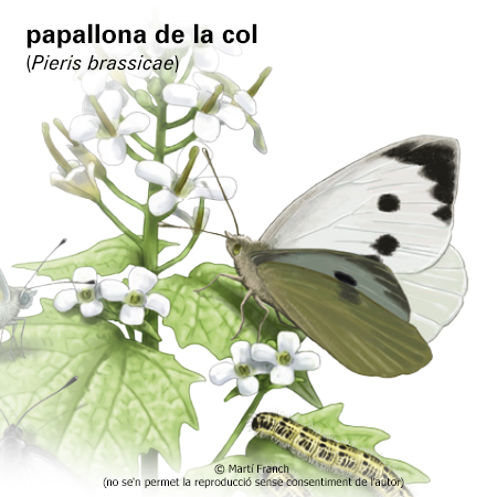 Imatge de resultat en el cercaterm