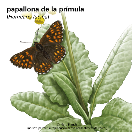 Imatge de resultat en el cercaterm