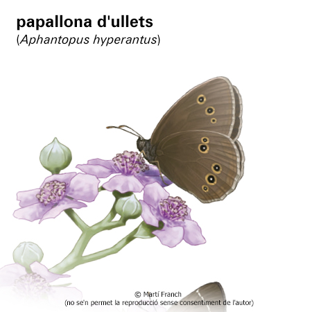 Imatge de resultat en el cercaterm