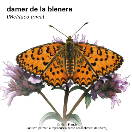 Imatge de resultat en el cercaterm