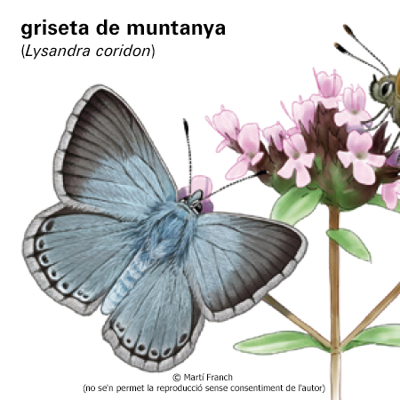 Imatge de resultat en el cercaterm