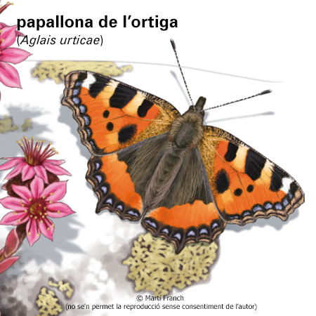 Imatge de resultat en el cercaterm