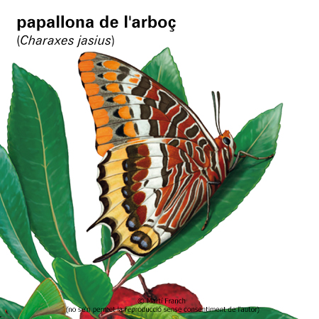 Imatge de resultat en el cercaterm