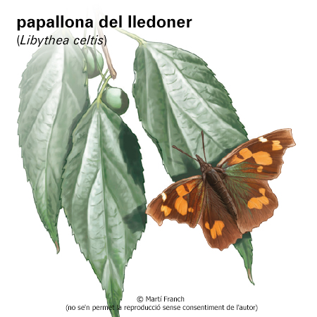 Imatge de resultat en el cercaterm