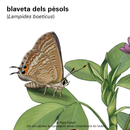 Imagen de un resultado de un térmio del cercaterm