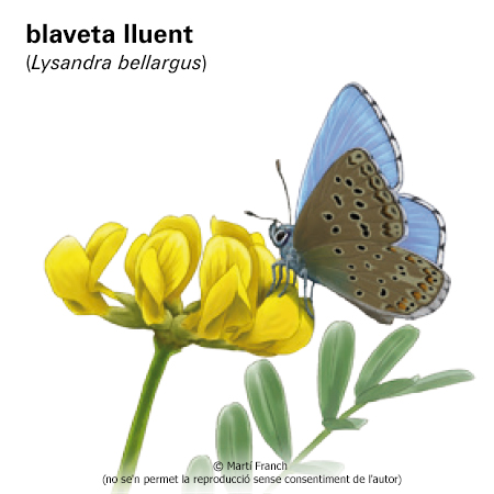 Imagen de un resultado de un térmio del cercaterm
